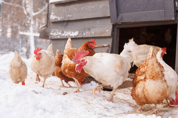 chicken walking on an eco-poultry farm in winter, free-range chicken farm