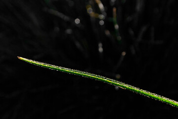 źdźbło trawy z rosą na czarnym tle, blade of grass with dew on a black background, Grass with...