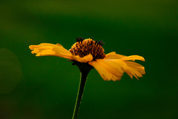 żółty kwiat na zielonym tle, yellow flower on a green background, Słoneczniczek szorstki, Heliopsis helianthoides
