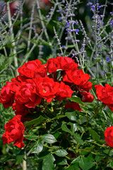 czerwone róże i perowskia w ogrodzie, Perovskia , red roses,