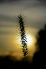 puszysty kłos trawy na tle zachodzącego słónca, fluffy grass ear in sunset backlight against dark background. Backlit image. Kłos rozplenica japońska (Pennisetum alopecuroides)   © kateej