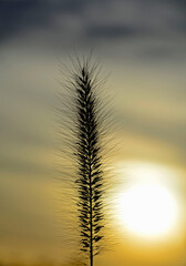puszysty kłos trawy na tle zachodzącego słónca, fluffy grass ear in sunset backlight against dark background. Backlit image. Kłos rozplenica japońska (Pennisetum alopecuroides)   © kateej