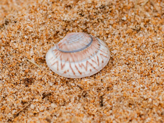 seashell on the beach in the sand in a nature