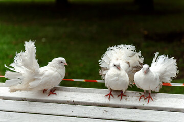 Unhappy white purebred pigeons for the amusement of the public. Birds for the entertainment of people on the street of the city.