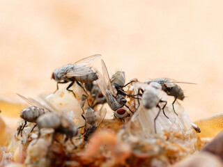 fly on the beach sand texture