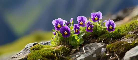 Poster Sweden. Horned pansy or Violaceae flowering plant, found in Pyrenees and Cordillera Cantabrica, Spain. © AkuAku