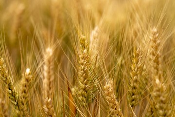 varietys of wheat in a field © William