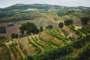 A hillside of vineyards in the Douro Valley, Portugal. - obrazy, fototapety, plakaty