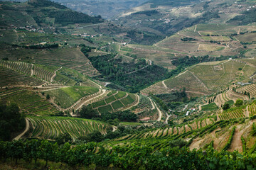 A slope with vineyards in the Douro Valley, Portugal. - obrazy, fototapety, plakaty