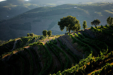 Pre-sunset views of a vineyard slope in the Douro Valley, Portugal. - obrazy, fototapety, plakaty