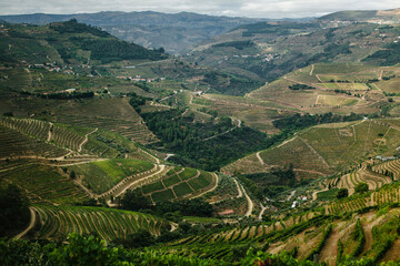 Fototapeta na wymiar Vineyard hillside in the Douro Valley, Portugal.