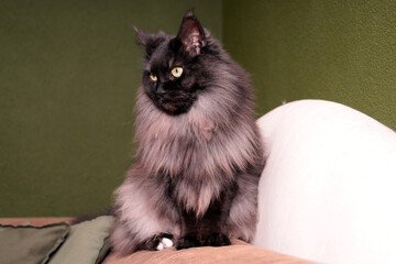 The Maine Coon is sitting on the armrest of the couch, keeping an eye on the surroundings