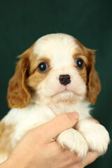 Cute small cavalier king charles spaniel puppy in the palms