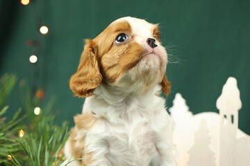 Cute small cavalier king charles spaniel puppy