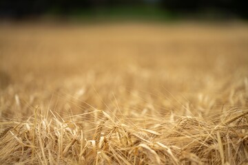 varietys of wheat in a field