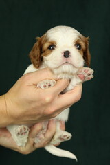 Cute small cavalier king charles spaniel puppy in the palms