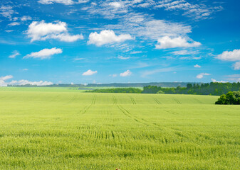 Fototapeta na wymiar Morning in large wheat field.