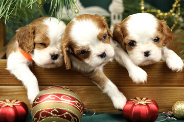Cute small cavalier king charles spaniel puppies with christmas decorations