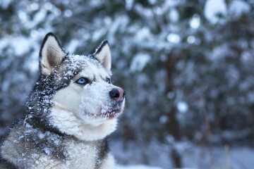 portrait of a beautiful Husky dog in the snow in winter, dog in the snow in winter