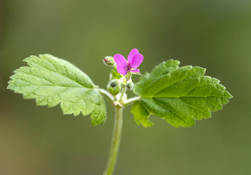 Flower and leaves of the Mediterranean Storkbill (Erodium chium) in December 