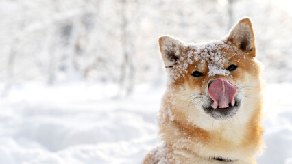Shiba Inu in the winter forest