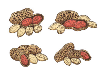 Vector peanut hand-drawn colorful illustrations. Hand-drawn peanut seeds and shells - obrazy, fototapety, plakaty