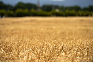 farming landscape of a wheat crop in australia