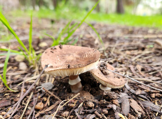 A wild mushroom species eaten by pigs on and off the edge of a mixed red pine and cypress forest.