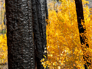 Forest of burnt trees in a forest of autumn Aspen trees