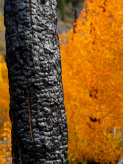 Burnt tree with fall-colored Aspens