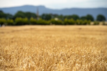 wheat grain crop in a field in a farm growing in rows. growing a crop in a of wheat seed heads...