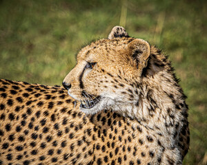cheetah