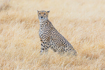 cheetah