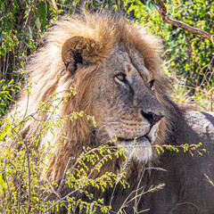 lion