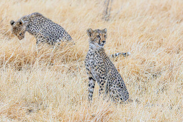 cheetah