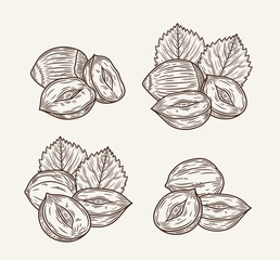 Set of vector hazelnut hand-drawn sketch illustrations. Hand-drawn hazelnut seeds, shells and leaves