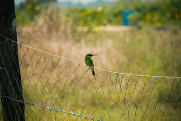 Sole Asian green bee-eater