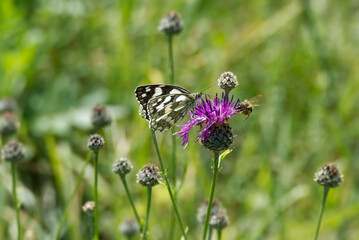 Marbled White (Melanargia galathea) butterfly sitting on a pink scabiosa in Zurich, Switzerland