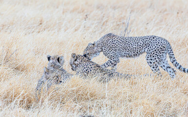 cheetah