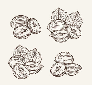 Set of vector hazelnut hand-drawn sketch illustrations. Hand-drawn hazelnut seeds, shells and leaves