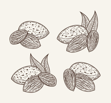 Set of vector almond hand-drawn sketch illustrations. Hand-drawn almond seeds, shells and leaves