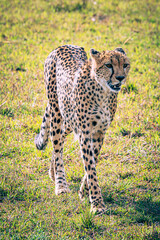 cheetah
