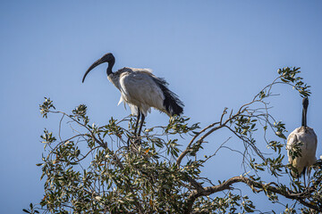 ibis