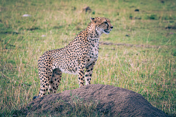 cheetah