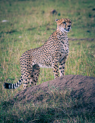 cheetah
