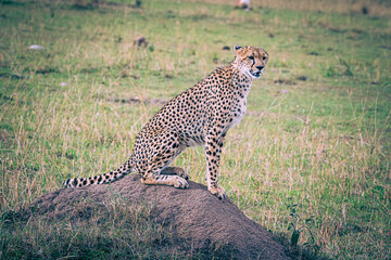 cheetah