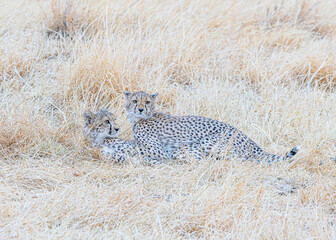 cheetah in the savannah