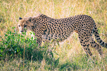 cheetah