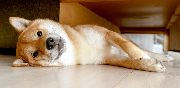 Shiba Inu sleeps in funny poses
