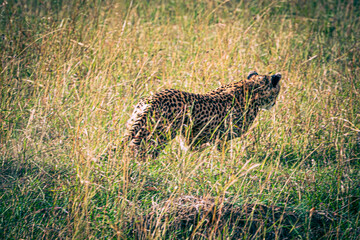 cheetah in the savannah